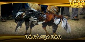 Đá gà Cựa Dao - Thưởng Thức Trận Đấu Đỉnh Cao Tại TG88