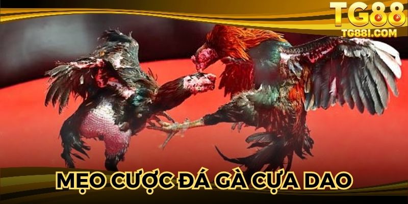 Học hỏi kinh nghiệm bỏ tiền thắng đậm từ chuyên gia