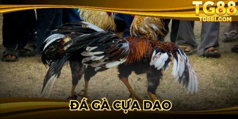 Đá gà Cựa Dao - Thưởng Thức Trận Đấu Đỉnh Cao Tại TG88