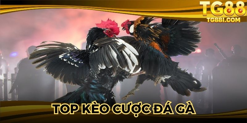 Siêu nhiều cửa cược chọi gà với tỷ lệ thưởng cao